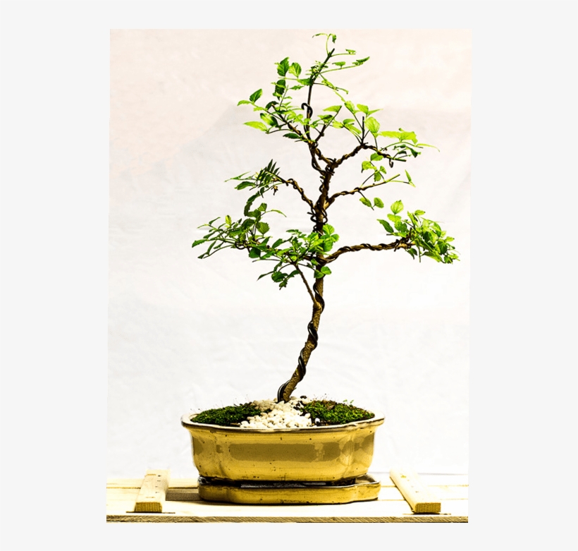 Tellys Bonsai Cape Honeysuckle - Tecoma Capensis, transparent png download