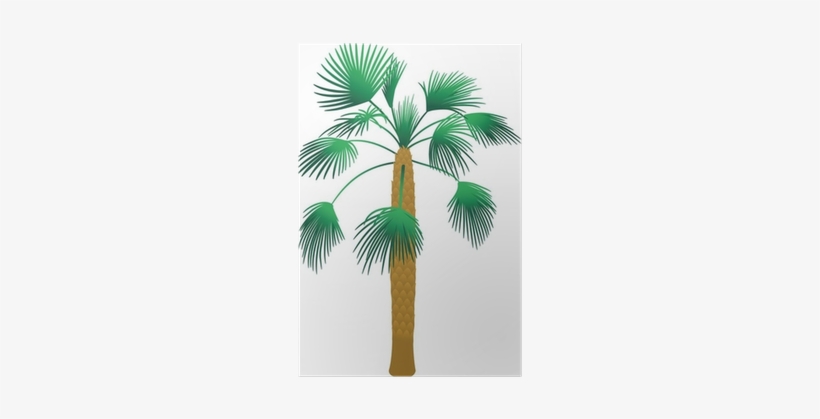 Borassus Flabellifer, transparent png download