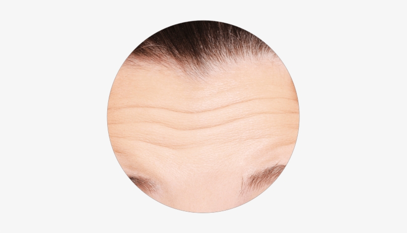 Forehead Wrinkles - Plywood, transparent png download
