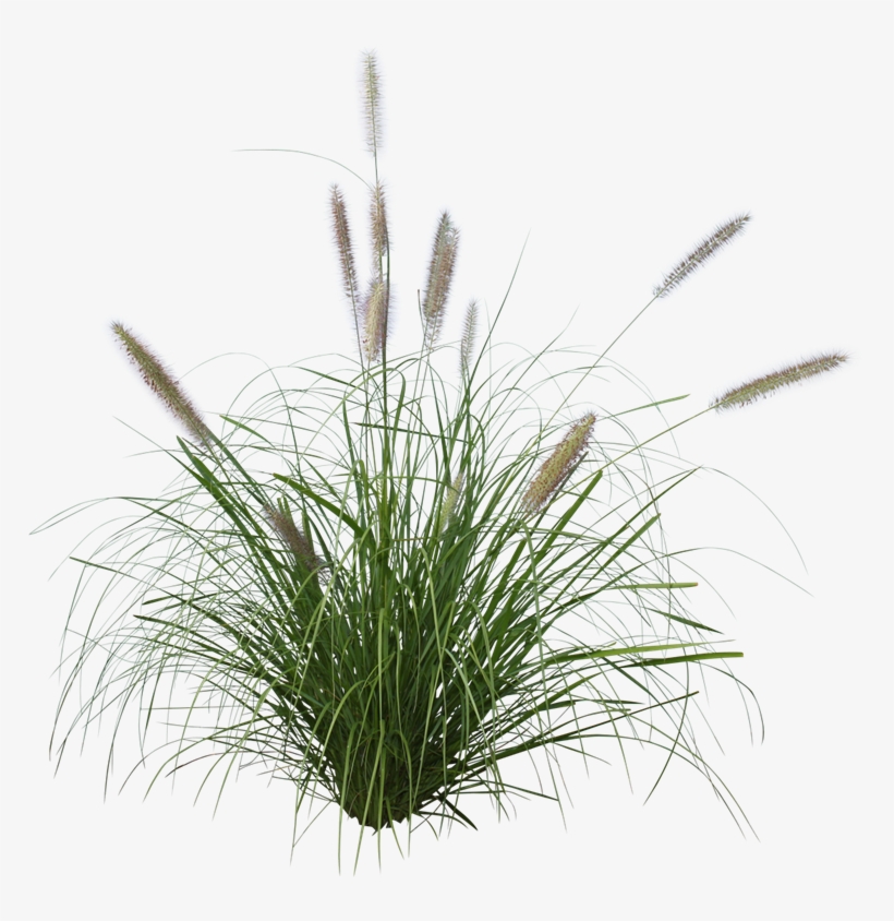 Purple Lea® - Pennisetum Grass Png, transparent png download