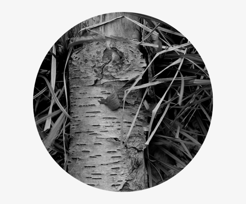 Fallen Birch In Grasses - Grasses, transparent png download