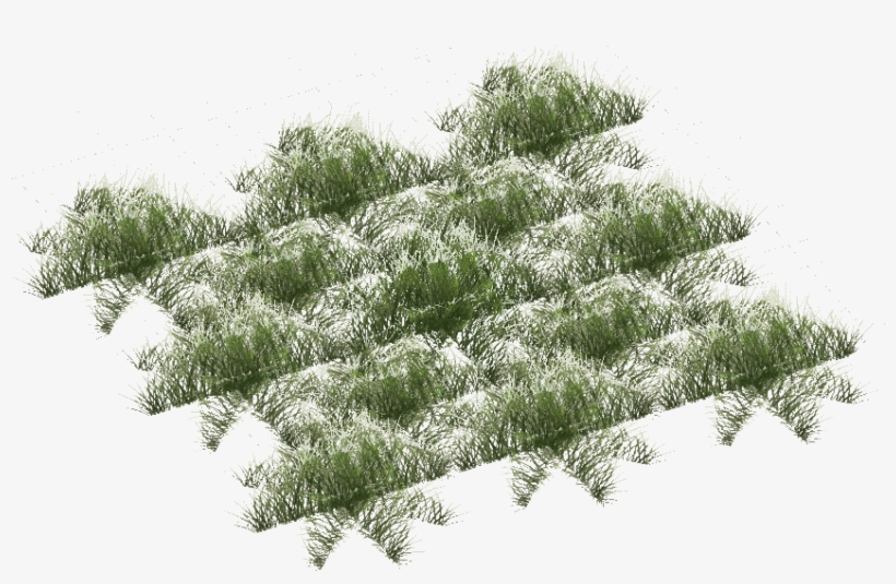 Snowy Grass Short - Pond Pine, transparent png download