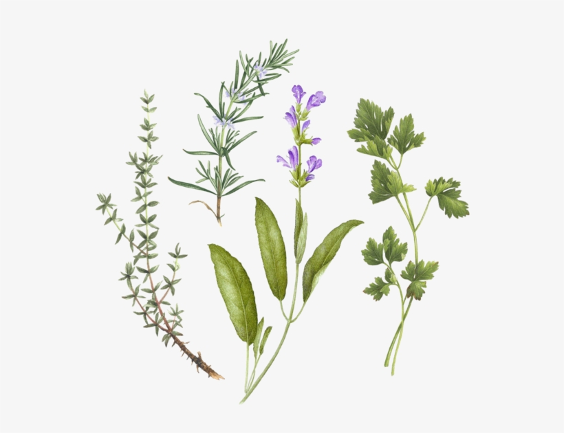 Bouquet Garni Set - Bouquet Garni, transparent png download