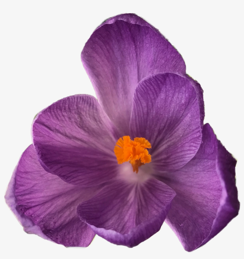 Transparent Tumblr Flower - Transparent Flower, transparent png download