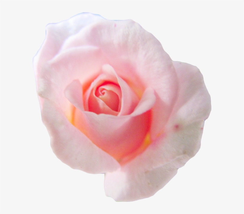 Transparent Png Freeuse Library - Transparent Pink Flower, transparent png download