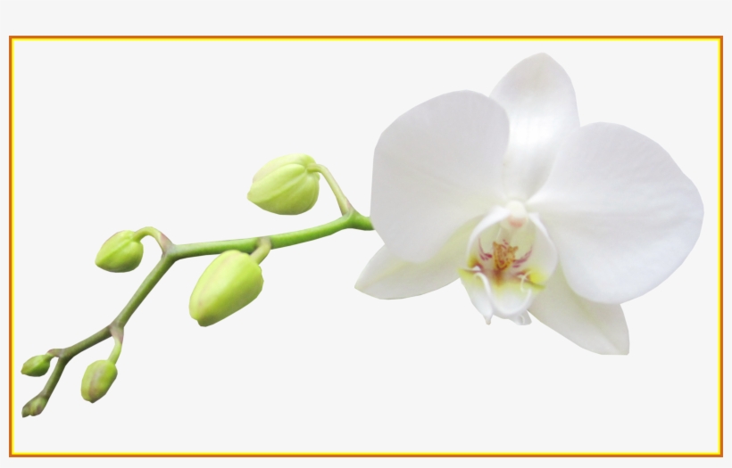 Awesome Instant Watercolor Flowers Illustrations Clip - Clip Art, transparent png download