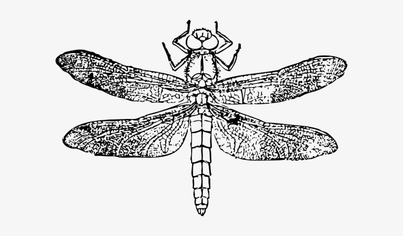 Dragon Fly Svg Clip Arts 594 X 400 Px, transparent png download