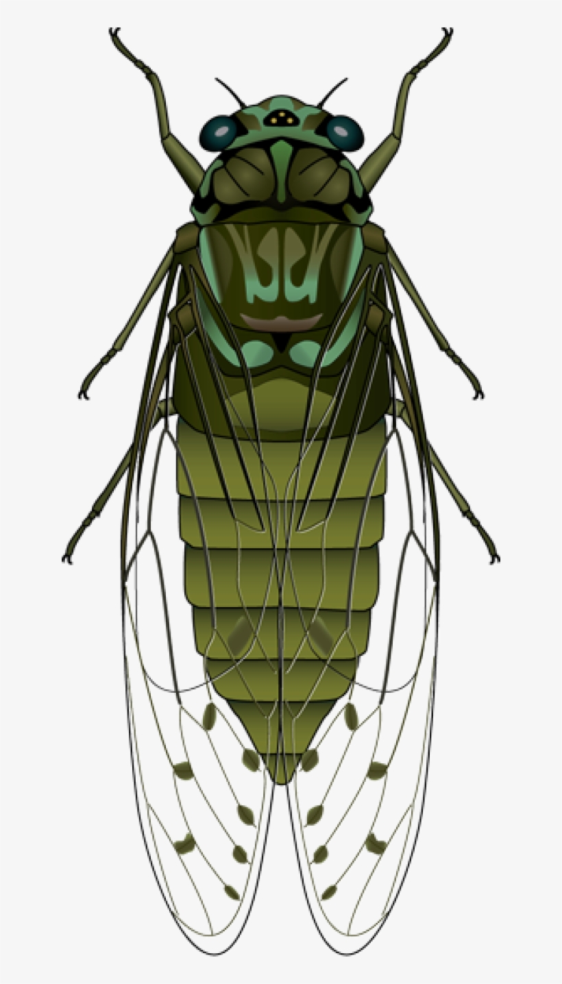 Horse Fly - Clip Art, transparent png download