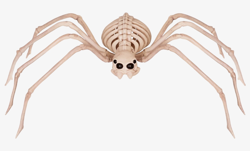 Skeleton Spider Halloween Alley - Spider Skeleton Halloween Decoration, transparent png download