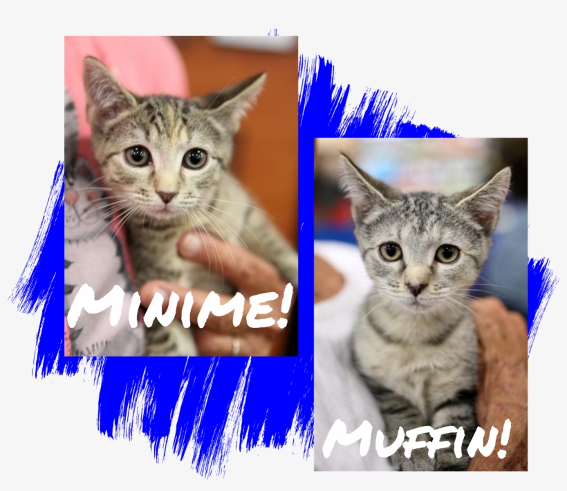 Fridays Friend Cat Adoption Homeless Animals Rescue - Cat, transparent png download