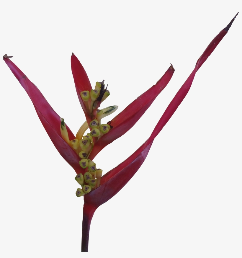 Red Heliconia Flower Png - Flowers Png Transparent For Photoshop, transparent png download