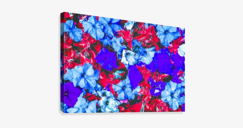 Closeup Flower Texture Abstract In Blue Purple Red - Morning Glory, transparent png download