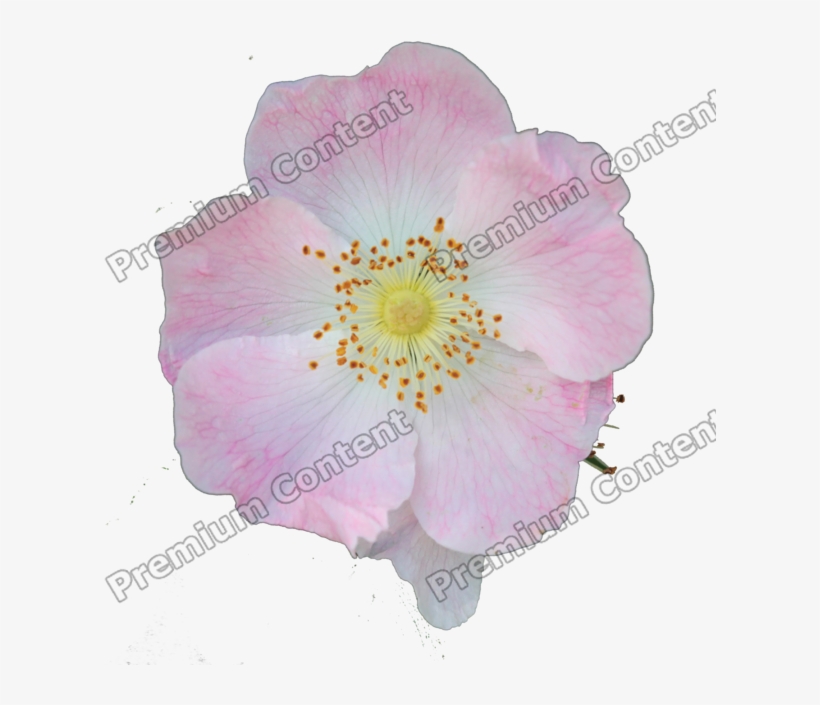 Plants Decals - Rosa Canina, transparent png download