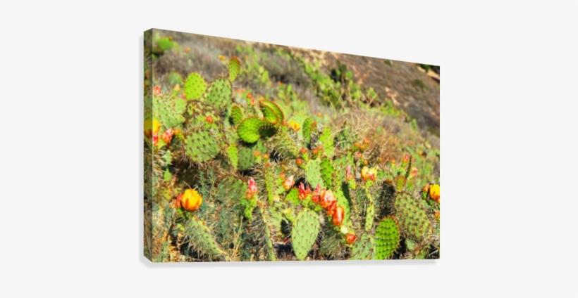 Green Cactus With Red And Yellow Flower Texture Background - Yellow, transparent png download