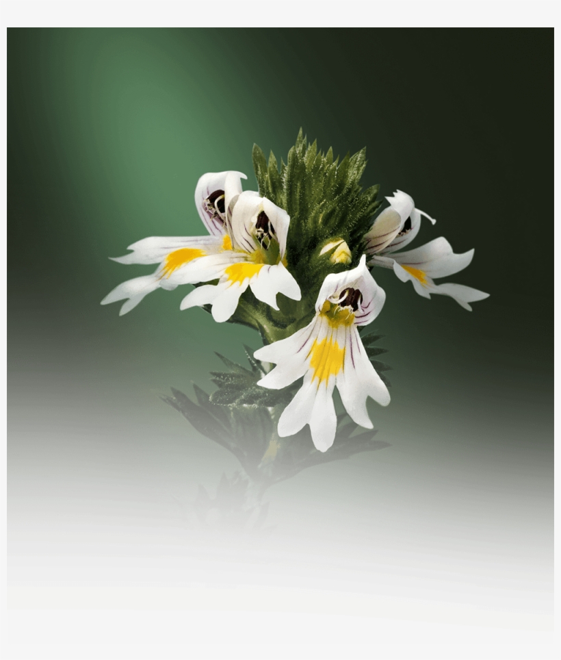 What Makes The Blooms Particularly Striking Is The - Rose, transparent png download