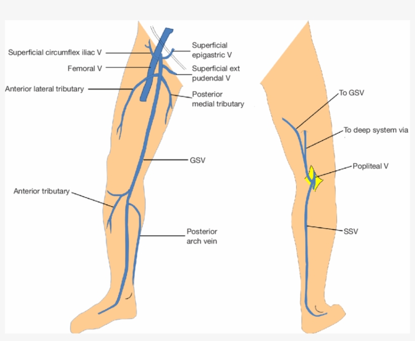 Anatomy Of Gsv And Ssv With Common Variants Of Ssv - Small Saphenous Vein, transparent png download