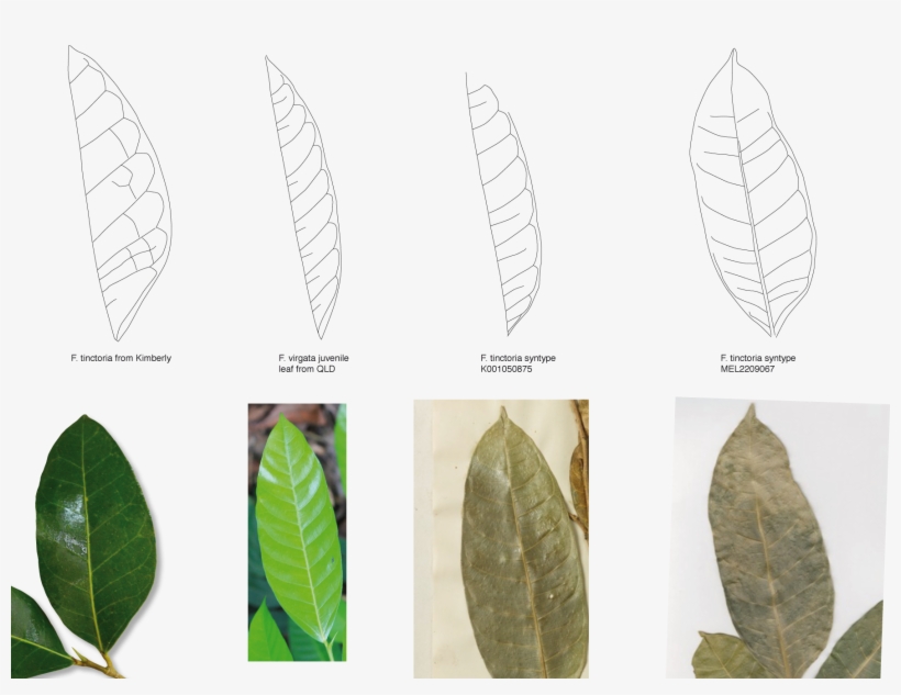 Leaf Vein Comparsion - Leaf, transparent png download