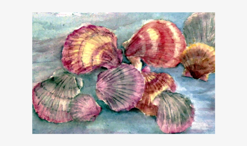 The Area In The Shop Where My Cards Are Displayed Has - Scallop, transparent png download