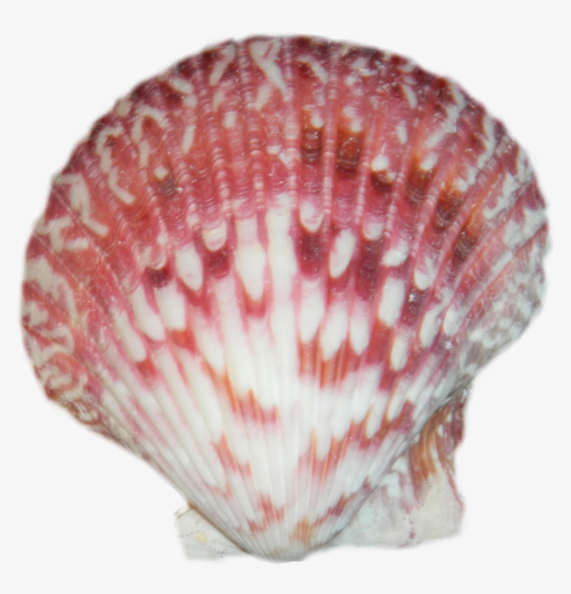 Png Pictures Free Icons - Seashell Transparent, transparent png download