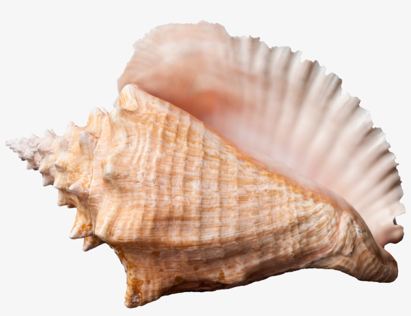 Conch Png Transparent Image - Conch Png, transparent png download