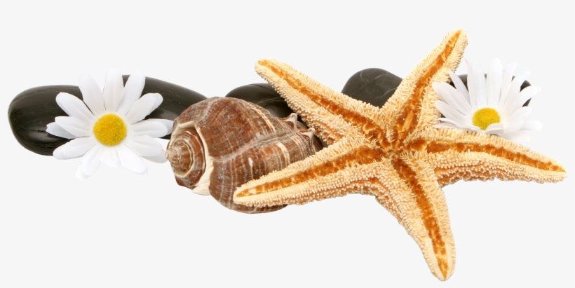 Transparent Shell Starfish, transparent png download