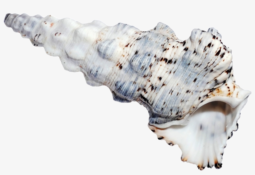 Sea Ocean Shell Png Image - Seashell, transparent png download