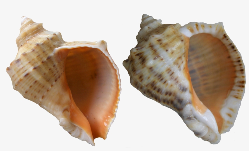 Svg Black And White Download Rapana Shells Png Clip - Shells Png, transparent png download