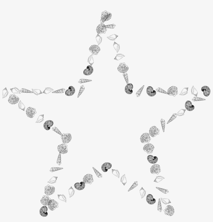 Star Shells Png Stock - Seashell, transparent png download