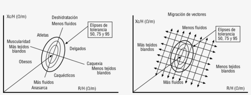 Vectores De Impedancia Y Elipses De Tolerancia - Euclidean Vector, transparent png download