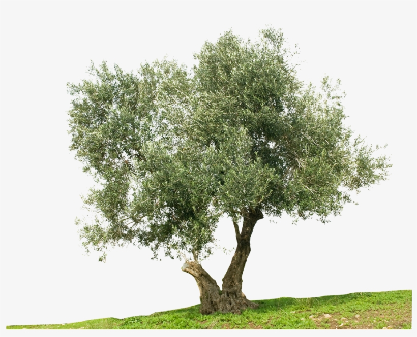 Shutt 49456645-transp - Olive Oil Tree Png, transparent png download