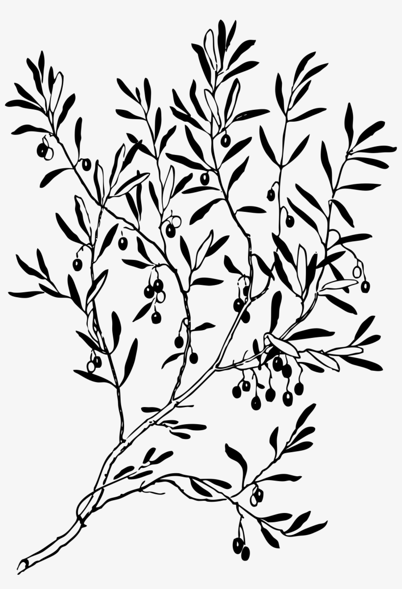 This Free Icons Png Design Of Olive Branch, transparent png download