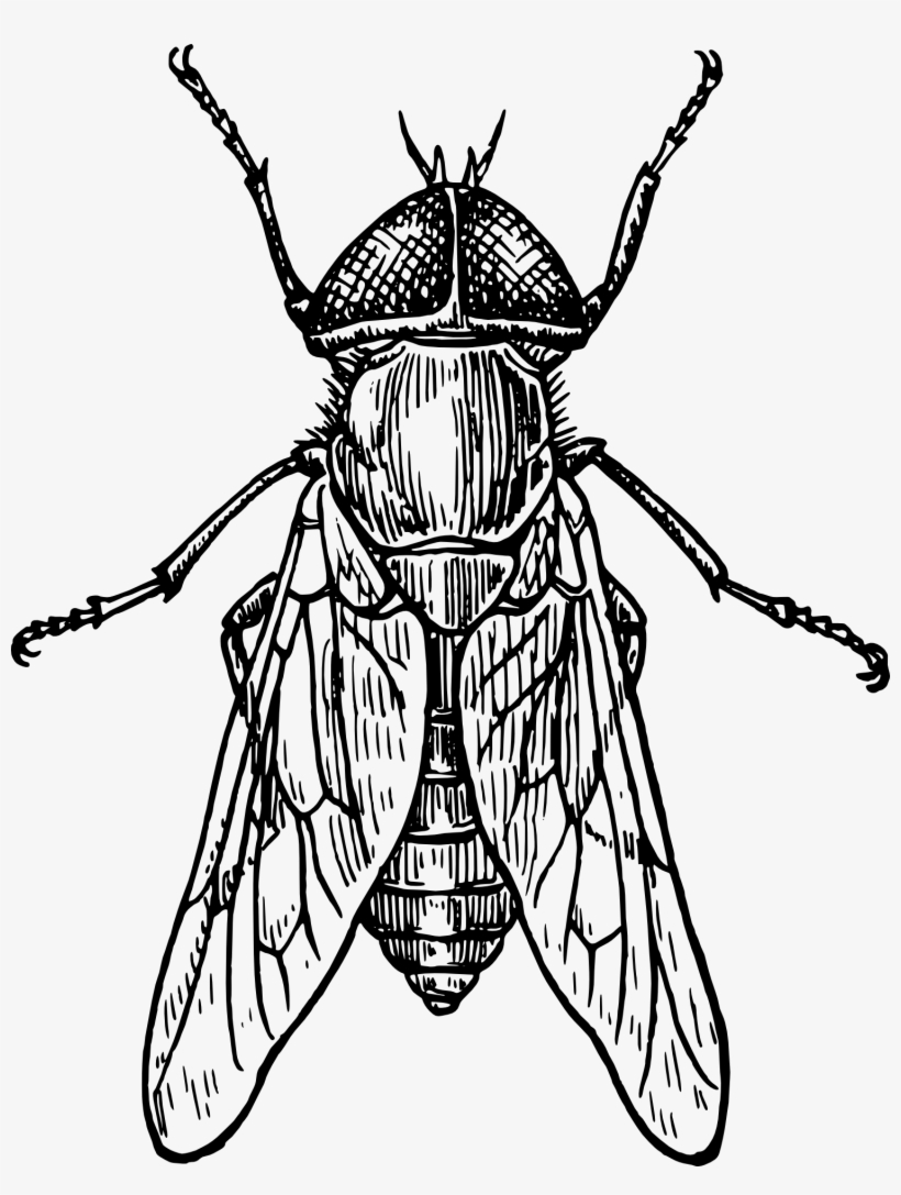 Beetle Mosquito Drawing Clip Art - Insect Black And White, transparent png download