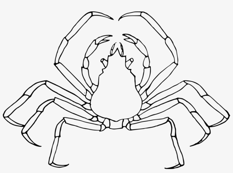 Line Art Drawing Insect Mosquito - Drawing, transparent png download