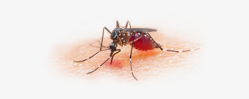 Mosquitoes Are Present Everywhere And All Times - Malaria Vaccines: The Continuing Quest, transparent png download