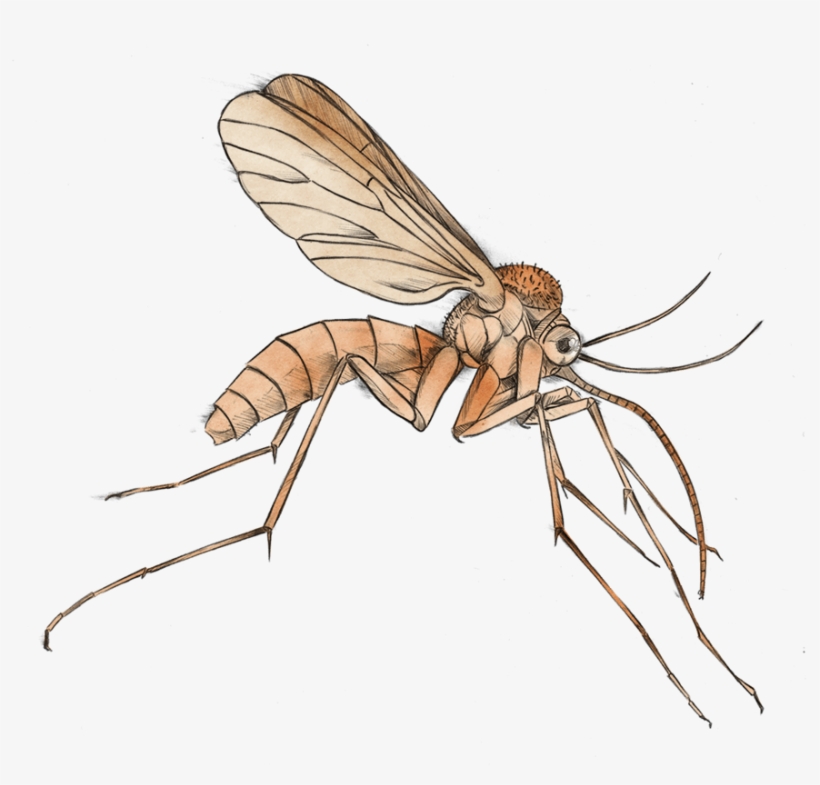 Mosquito - Mosquito Clipart Transparent, transparent png download