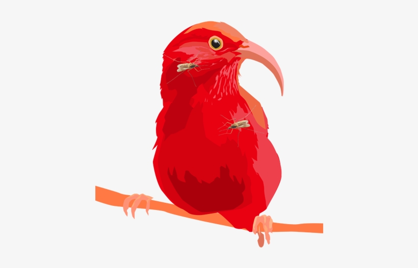 Mosquito-covered I'iwi, Vector Art, Digital Collage - Scarlet Tanager, transparent png download