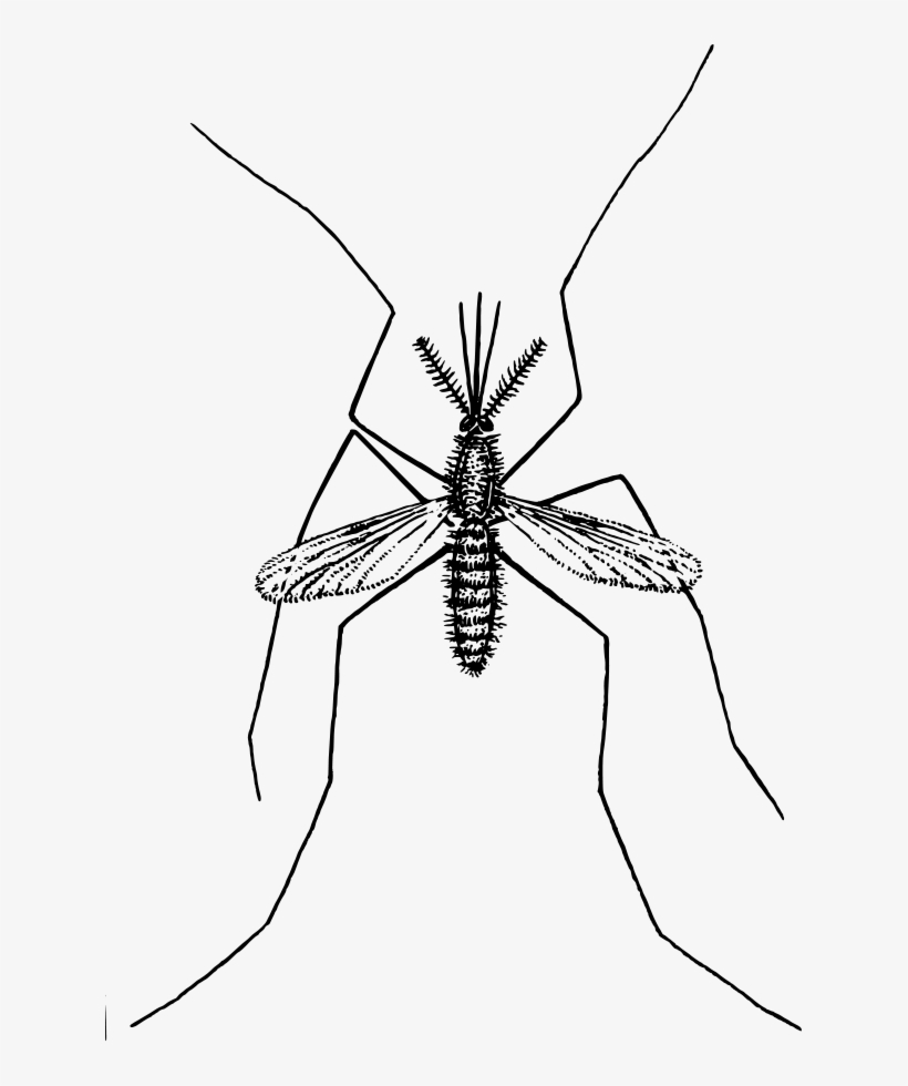 How To Set Use Mosquito Clipart, transparent png download