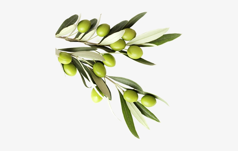 See Our Products - Lunch Napkins Greek Olives, transparent png download