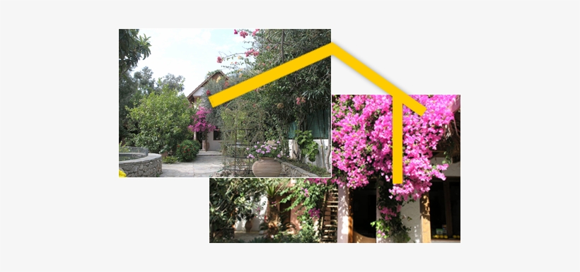 Character & Located Between Olive Trees To Provide - Bougainvillea, transparent png download