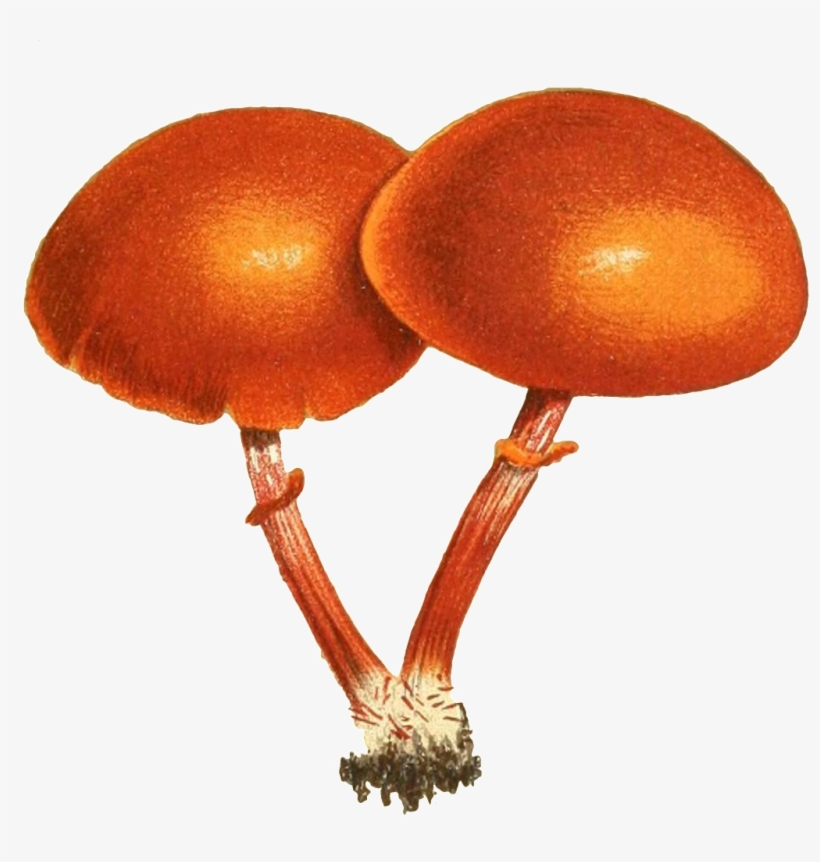 Two Mushroom Transparent Plant Vectors Connected - Mushroom, transparent png download
