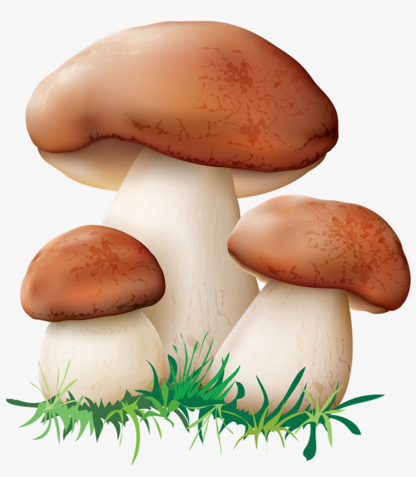 Clip Art Royalty Free Stock Png Pinterest Clip Art - Mushroom Clipart, transparent png download