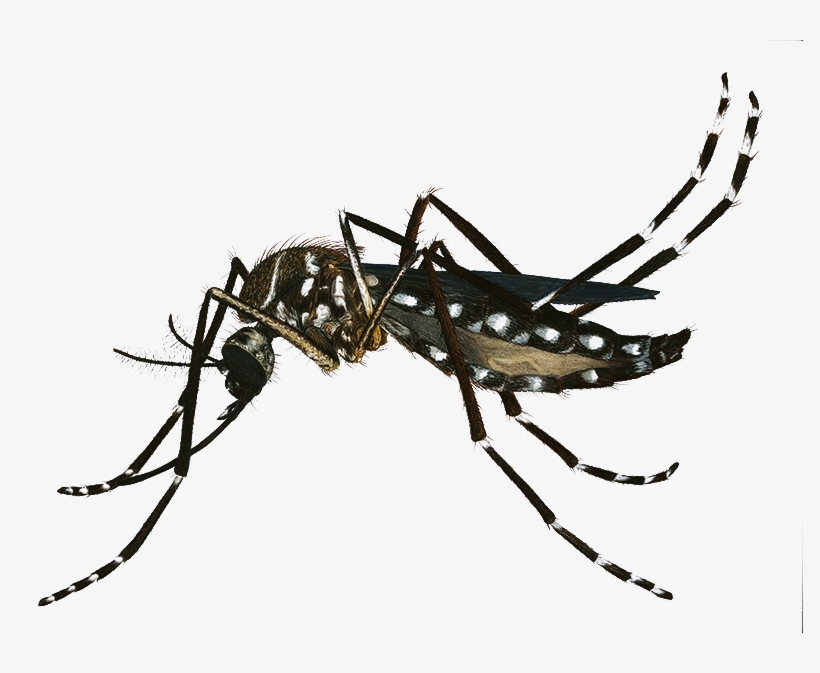 Banner Freeuse Download Png Image - Dengue Zika Y Chikungunya Sintomas, transparent png download