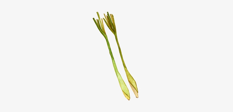 Lemongrass, transparent png download