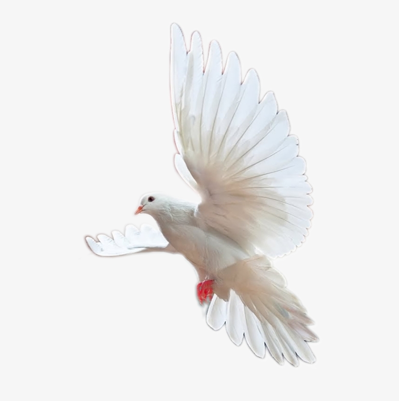 Intimate Times Of Revelations, transparent png download