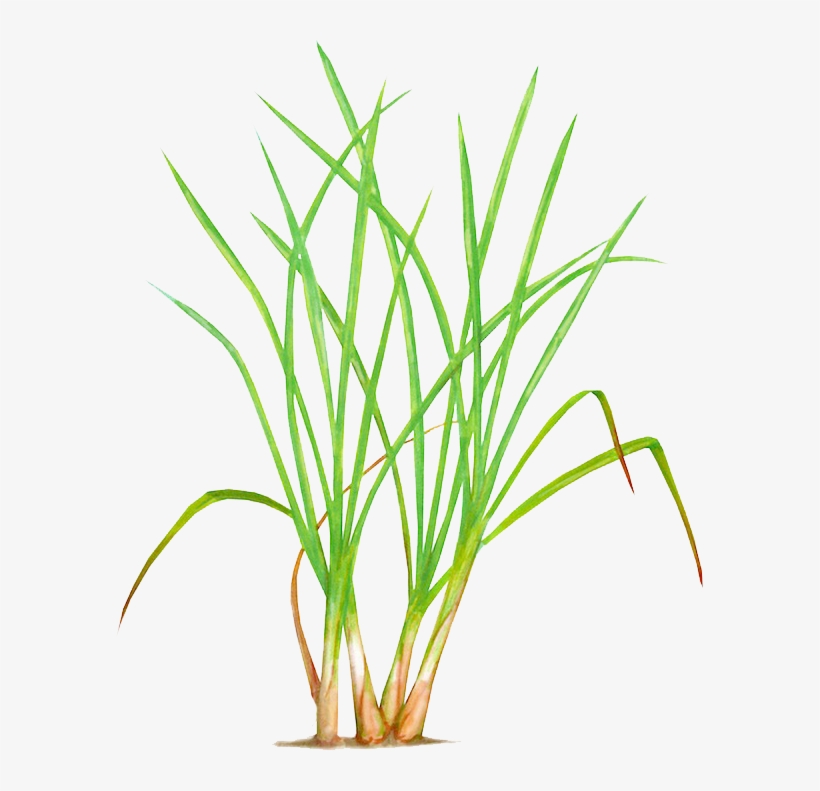 Thai Lemongrass - Meru Herbs Organic Fair Trade Lemongrass Tea Bags (25, transparent png download