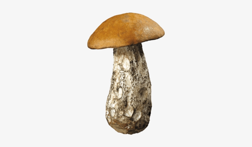Large Forest Mushroom - Hongos Png, transparent png download
