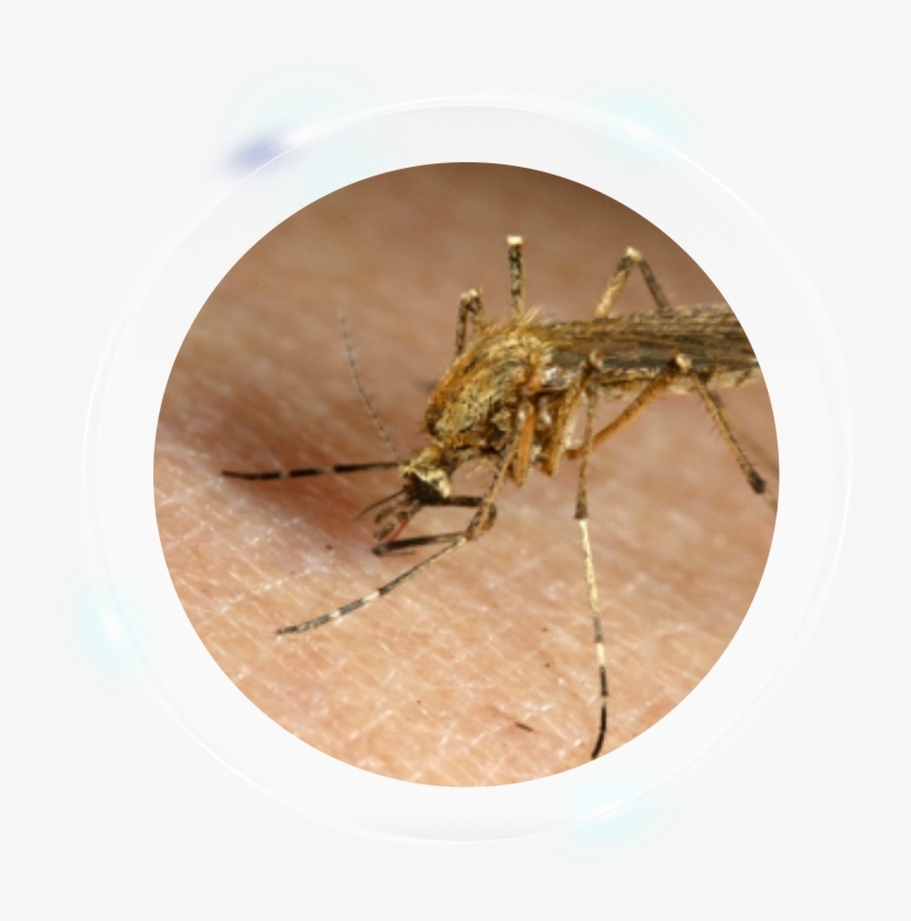 Fumigation Services - Mosquito, transparent png download