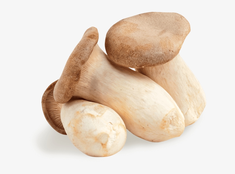 Pleurotus Eryngii, transparent png download
