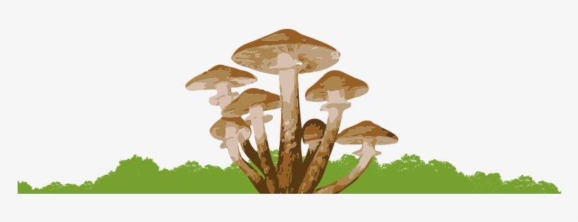 7 Fungi Bottom - Honey Mushroom, transparent png download