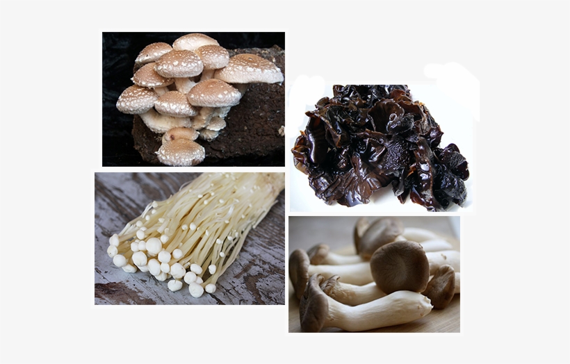 Mushroom, transparent png download